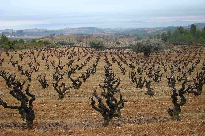 Viticulture and Wine-Tasting 3-Hour Trip from Barcelona - Starting at Bodega J. Miquel Jané