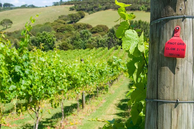 Waiheke island Wine Tours - PREMIUM wine tasting MAX 11 clients ! - Three vineyards with different personalities