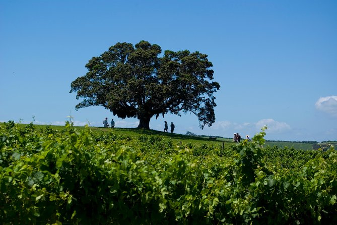 Waiheke island Wine Tours - PREMIUM wine tasting MAX 11 clients ! - The ride back to the ferry