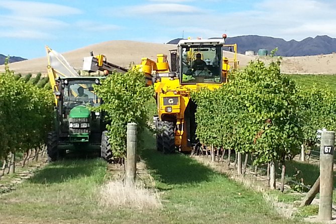 Waipara Wine Tour from Christchurch - including Lunch & Tastings - Second stop: Torlesse Wines and a wider white-wine sample