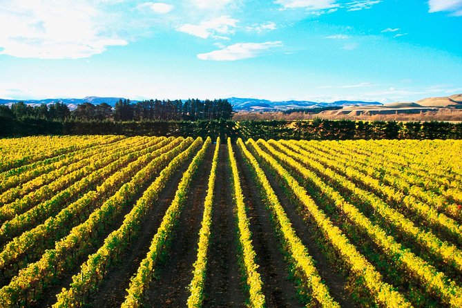 Waipara Wine Tour from Christchurch - including Lunch & Tastings - Price and value at $117.91 per person