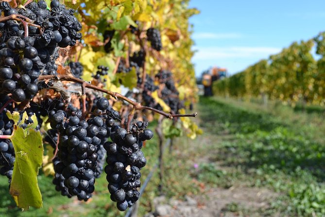 Waipara Wine Tour from Christchurch - including Lunch & Tastings - Who will enjoy this tour most