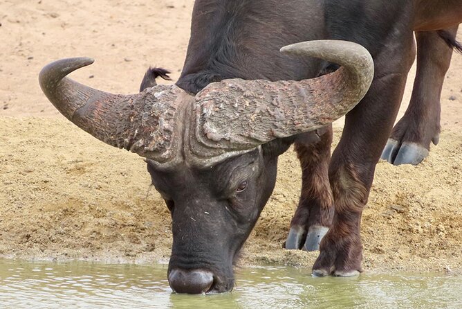 Wildlife Safari, Olive, Beer/Wine Tasting Day Tour from Cape Town - The 7:30 AM Pickup and Ride West