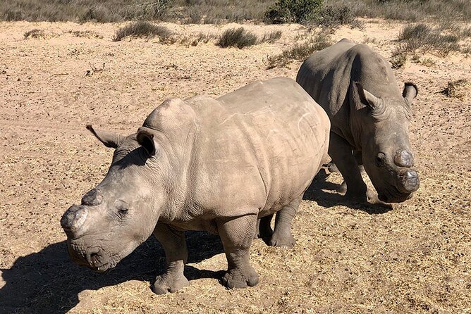 Wildlife Safari, Olive, Beer/Wine Tasting Day Tour from Cape Town - Buffelsfontein: A Three-Hour Game Drive