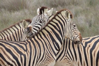 Wildlife Safari, Olive, Beer/Wine Tasting Day Tour from Cape Town