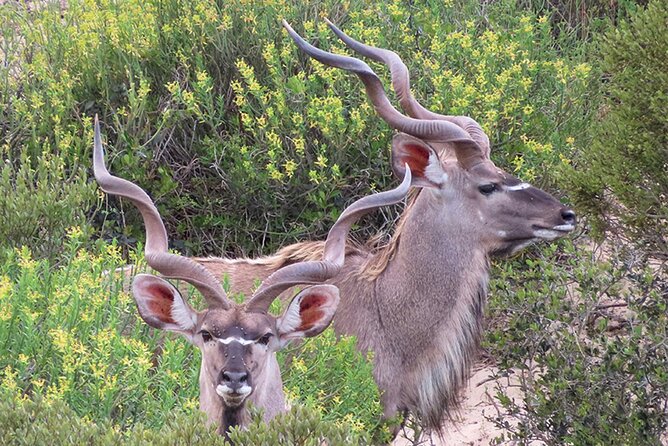 Wildlife Safari, Olive, Beer/Wine Tasting Day Tour from Cape Town - Bloubergstrand and the Table Mountain View