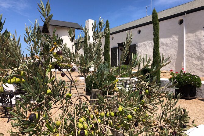Wildlife Safari, Olive, Beer/Wine Tasting Day Tour from Cape Town - What Ian Adds to the Day