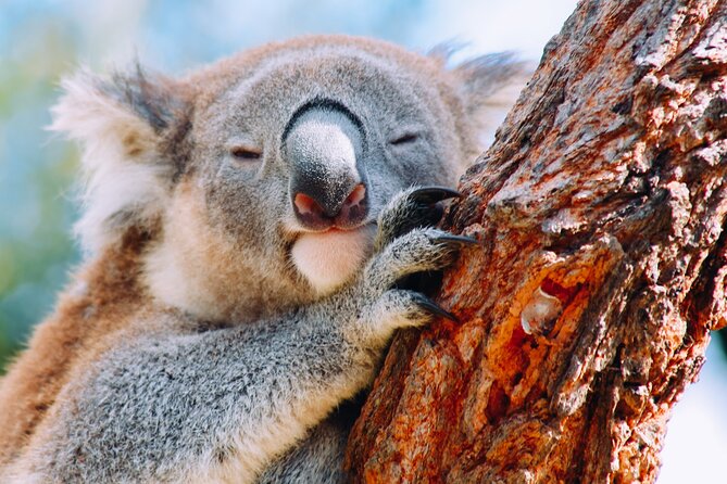 Wildlife, Waterfalls and Wine Day Tour from Sydney - Why this makes a good Sydney escape