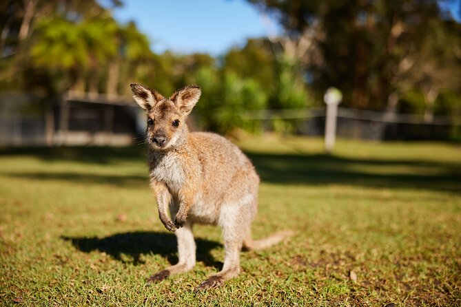 Wildlife, Waterfalls and Wine Day Tour from Sydney - Fitzroy Falls and Morton National Park