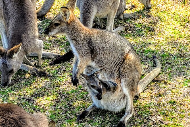Wildlife, Waterfalls and Wine Day Tour from Sydney - Boutique wine tasting at the finish