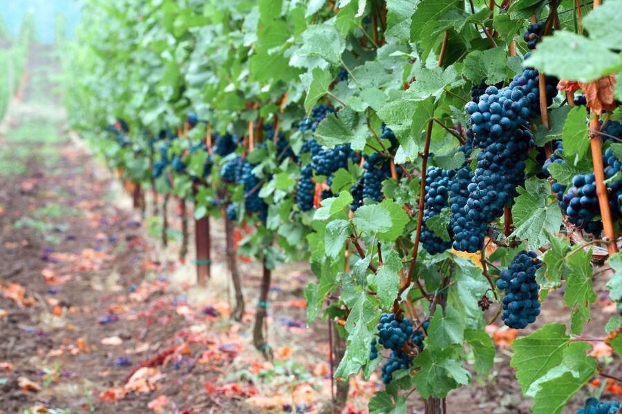 Willamette Valley Wine Tour - What the guides add to the experience