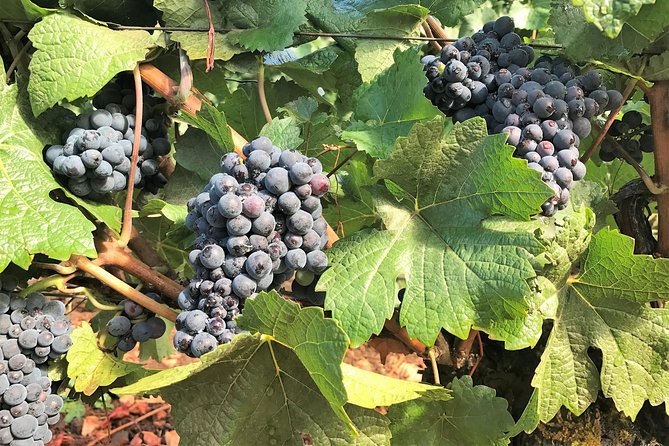 Willamette Valley Wine Tour from Portland - A comfortable ride with a useful group size