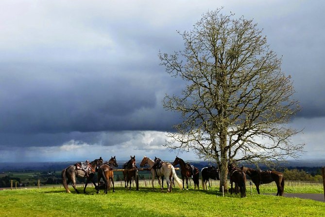 Willamette Valley Wine Tour from Portland - Who should book this Willamette Valley tour?