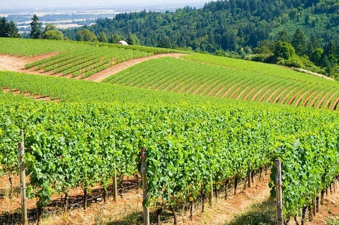 Willamette Valley Wine Tour with Lunch - Key things to know before you book