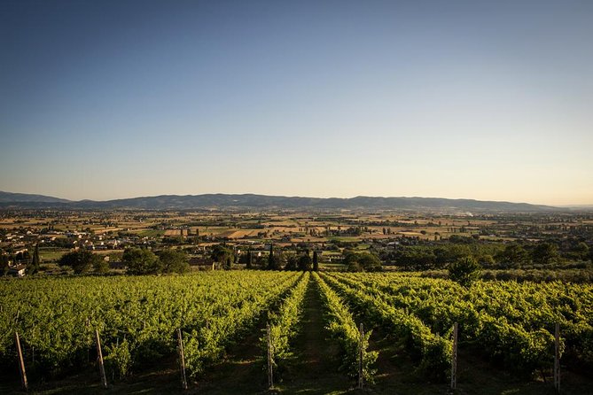 Wine and Cheeses - From Vineyard to Oak Barrels