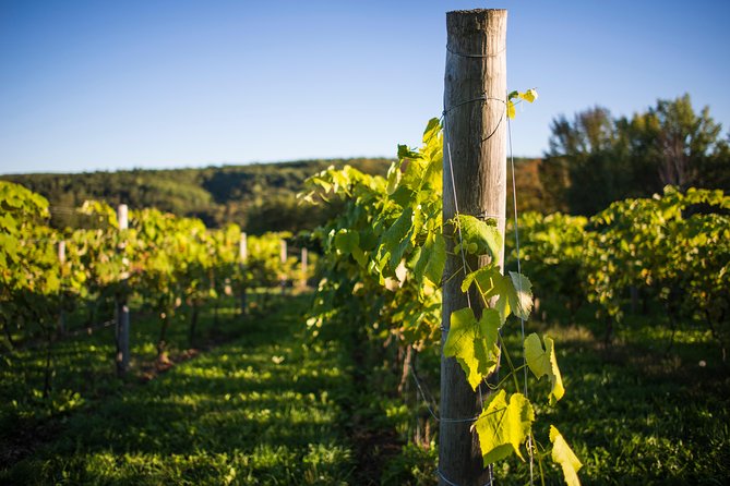 Wine and Lunch Escape - Three wineries, three different personalities