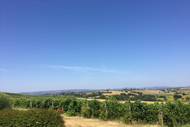 Wine and olive oil tastings with the locals - Food that may join the wine