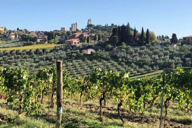 Wine and olive oil tastings with the locals - Why the private format matters