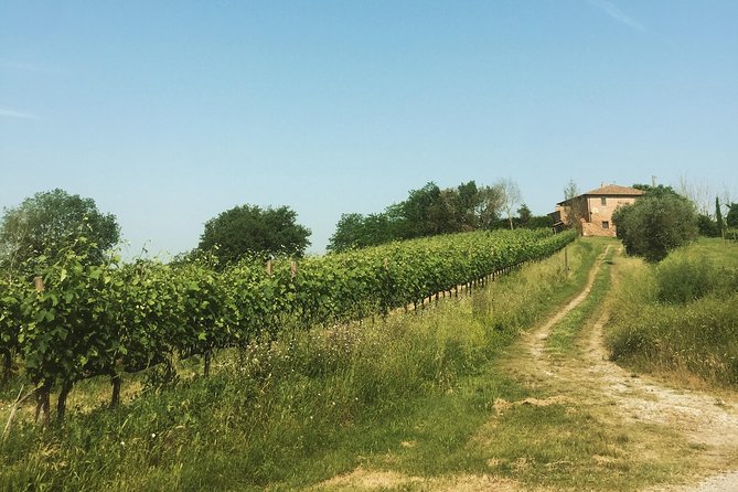 Wine and olive oil tastings with the locals - Who will enjoy the day most