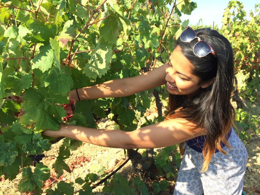 Wine Experience around Cagliari - Price and what the four hours include