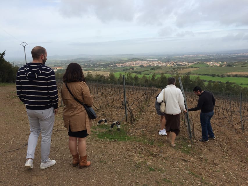 Wine Experience around Cagliari - Timing for cruise passengers and short stays