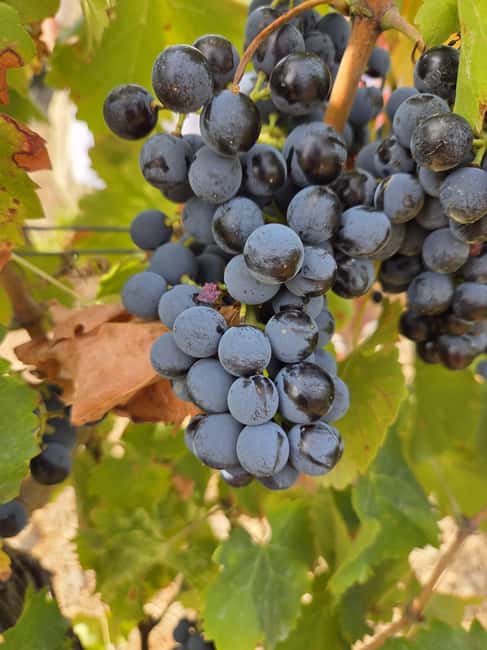 Wine Experience around Cagliari - Who will enjoy this tour most