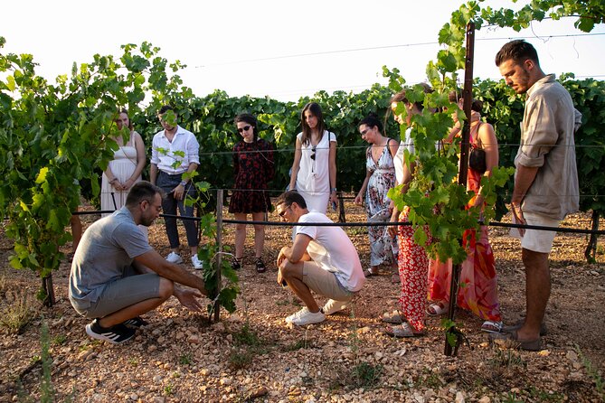 Wine Experience: vineyard, wines and food - How the $35.09 price measures up