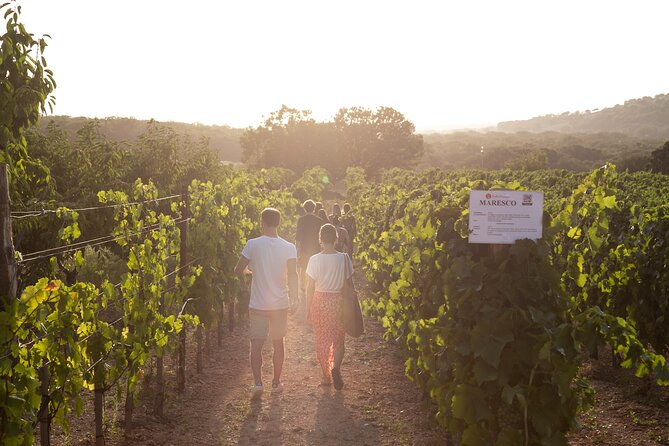 Wine Experience: vineyard, wines and food - Timing, weather, and comfort