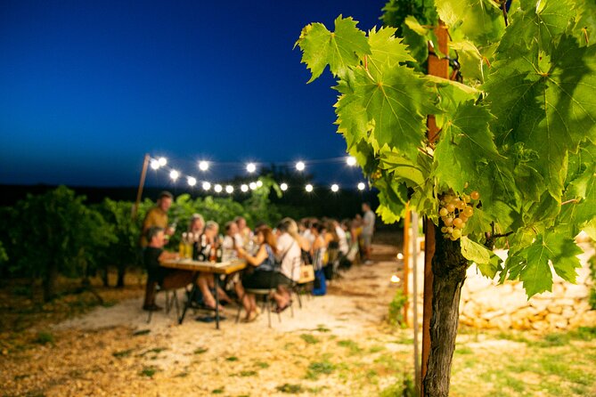 Wine Experience: vineyard, wines and food - Walking the vineyard and learning the wine story