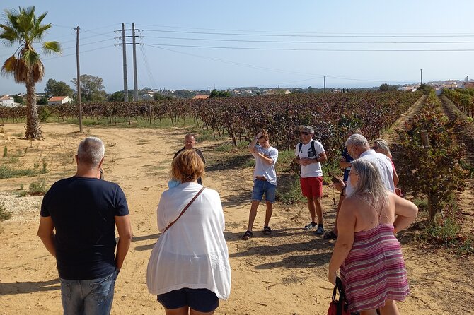Wine Lovers: Winery Tour w/ Tasting & Tapas (Albufeira/Vilamoura) - The three-hour plan, from pickup to return