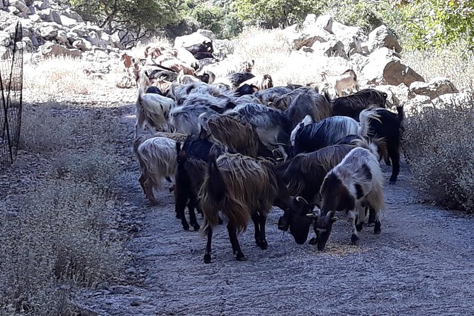 Wine & Olive Oil Tour with Lunch at Milia Mountain Retreat - Is $181.48 a fair price?