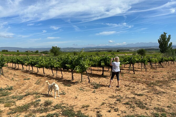Wine Tasting in Three Boutique Wineries Tour - Max 8 people - Leaving Barcelona for the Penedès at 9:00