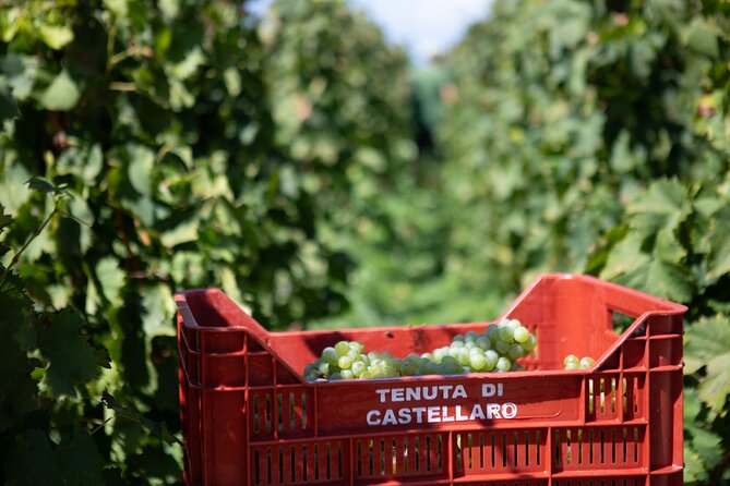 Wine tasting THE CLASSICS - Practical planning for your 12:30 appointment
