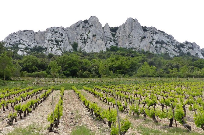Wine Tasting Tour at Châteauneuf du Pape - Who will enjoy this afternoon most?