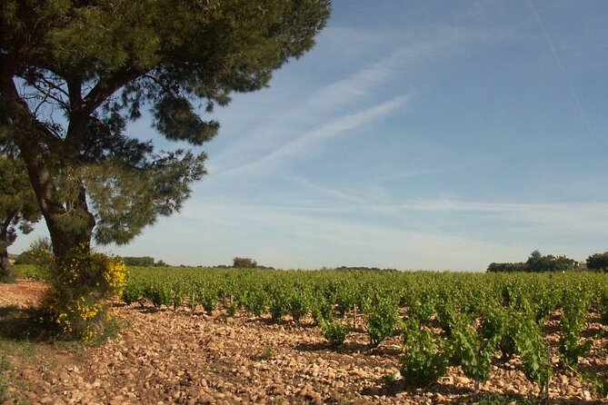 Wine Tasting Tour at Châteauneuf du Pape - Two winery visits, plus a wider look at the region