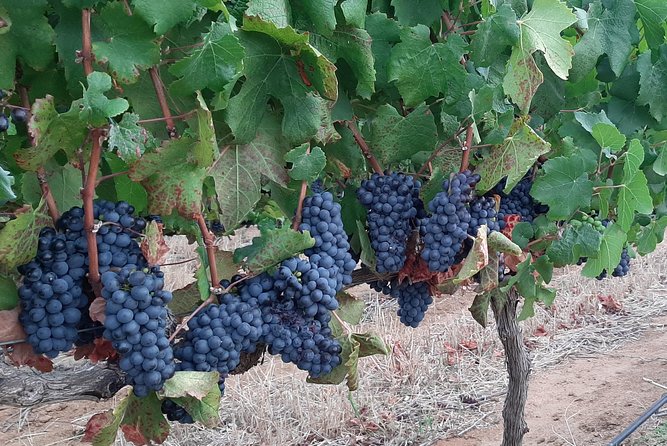 Wine Tour to Stellenbosch & Franschhoek with Tastings & Lunch - La Bri Estate: chocolate, wine, and cellar details