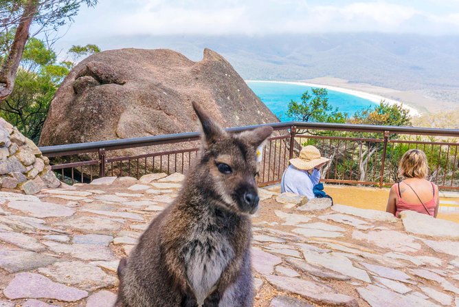 Wineglass Bay & Freycinet NP Full Day Tour from Hobart via Richmond Village - Walking up to Wineglass Bay lookout