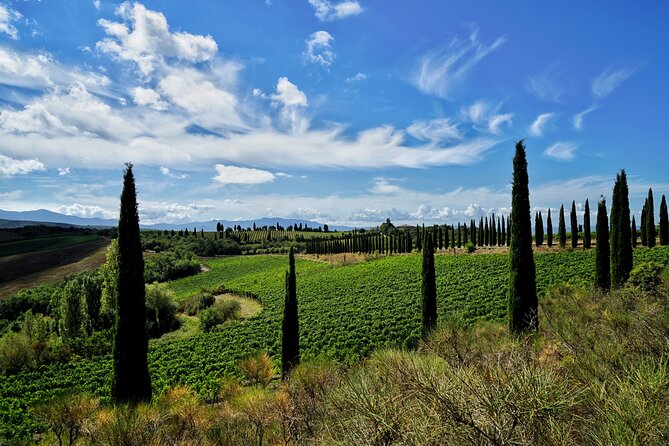 Winery tour & wine tasting in Montalcino - Six wines served in three flights