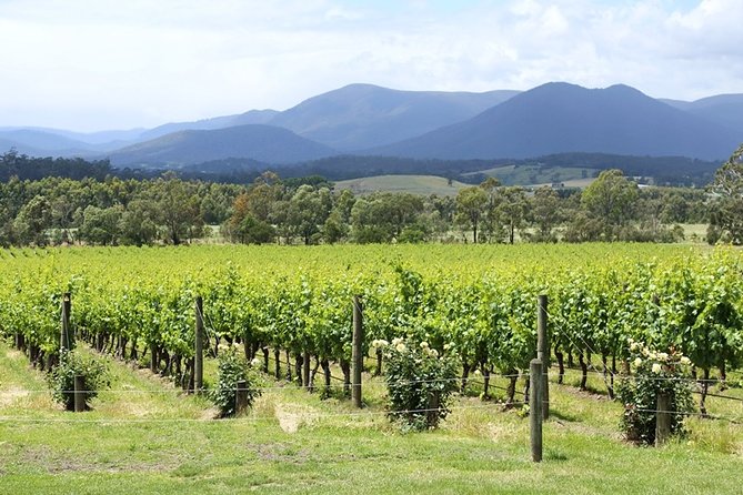 Yarra Valley Wine Day Tour - Payten & Jones adds smaller-producer character